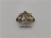 藏品(尺蠖蛾科)的圖片